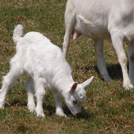 Słoneczna Zagroda - Sunny Ridge Farm Laczna  Zewnętrze zdjęcie