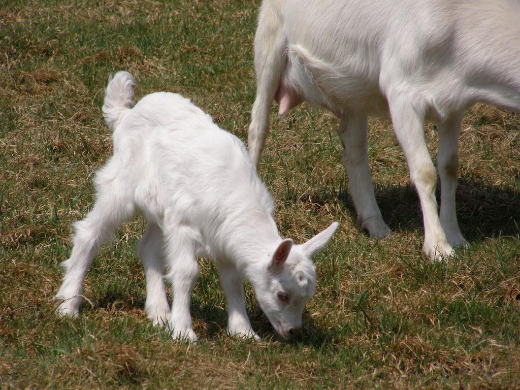 Słoneczna Zagroda - Sunny Ridge Farm Laczna  Zewnętrze zdjęcie