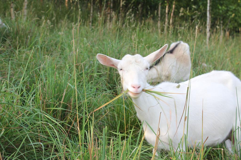 Słoneczna Zagroda - Sunny Ridge Farm Laczna  Zewnętrze zdjęcie